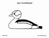 Bufflehead Duck Coloring Labeling Exploringnature sketch template