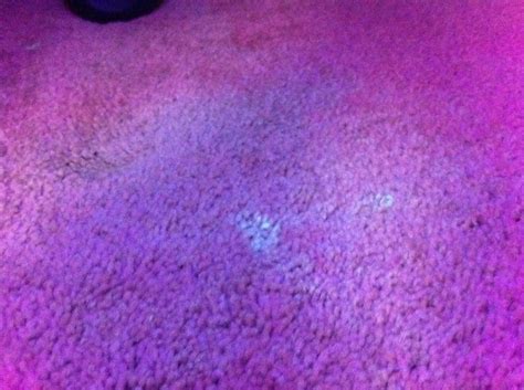 finding urine stains  carpet thriftyfun