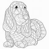 Beagle Adulto Coloritura Lepre Rilassarsi Sveglia Impagina Justcolorr sketch template