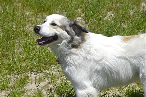 anatolian shepherd great pyrenees mix info pictures facts faqs