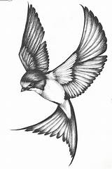 Tattoo Swallow Pencil Sketching Sparrow Tea Aves Carving Boceto Náuticos Tatuagem Pajaros sketch template