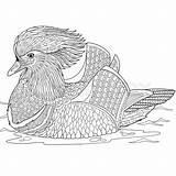 Duck Mandarin Coloring Stylized Designlooter Isolated Zentangle Cartoon Vector Hand Background Stock Drawings 8kb 800px sketch template