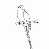 Conure Branch Coloring Printable Birds Freeprintablecoloringpages sketch template