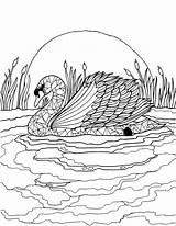 Swan Coloring Adult Pages Coloringbay sketch template