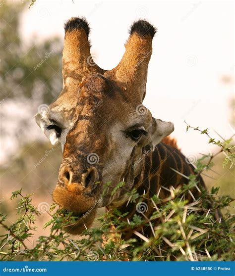 african giraffe stock photo image  leaves brown environment