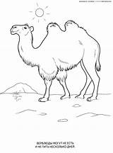 Coloring Desert Animals Pages Popular Library Clipart sketch template