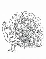 Feathers Peacock Drawing Feather Getdrawings sketch template