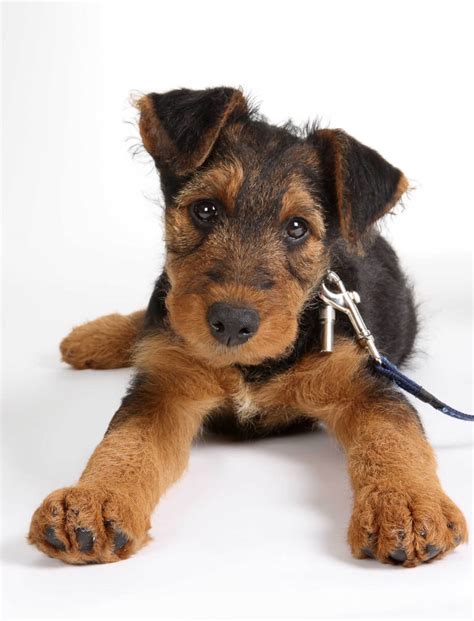 airedale terrier dog breed information pictures