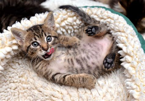 kitten  laying upside    playpen giving