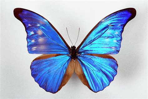 blue morpho butterfly photograph  pascal goetgheluckscience photo