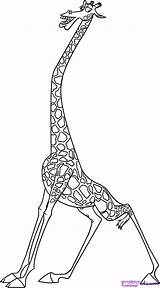 Melman Madagascar Giraffe Coloringhome sketch template
