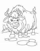 Yak Coloring Color Clipart Sheet Pages Everest Ox Vbs Baby Cartoon Kids Growling Mount Webstockreview Drawing Designlooter Popular Template Choose sketch template