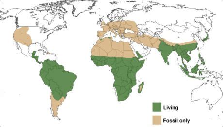 map  current  fossil range  monkeys rmapporn