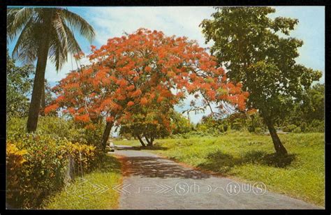 hermoso flamboyan arbol nacional de puerto rico beautiful flamboyan tree  latin south
