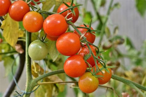 hydroponic tomato farming nutrient solution yield agri
