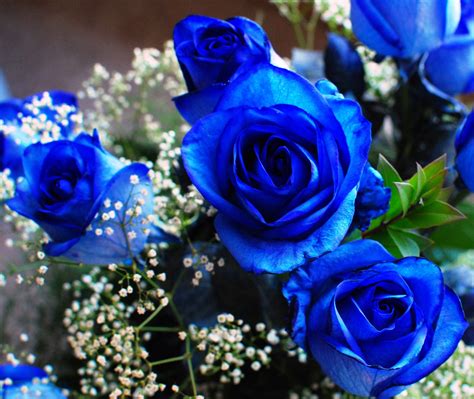 blue flowers google search flowers flowers royal blue flowers