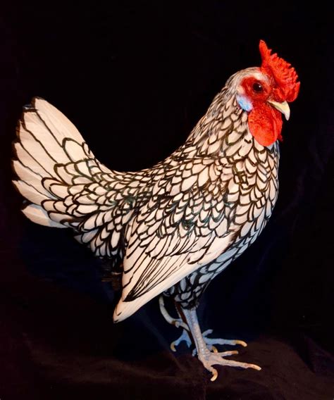 duckrabbiting — buster my silver sebright bantam cock 11 years