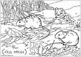 Field Mouse Colouring Mice Print Pages Wildlife Animals British Village Kids Pdf  Large sketch template