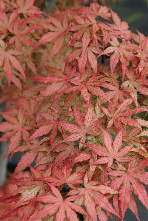 acer palmatum aka shigitatsu sawa japanischer faecher ahorn