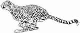 Cheetah Coloring Pages Clipart Baby Running Kids Animals Clip Colouring Cliparts Cub Print Library Clipground Favorites Add sketch template