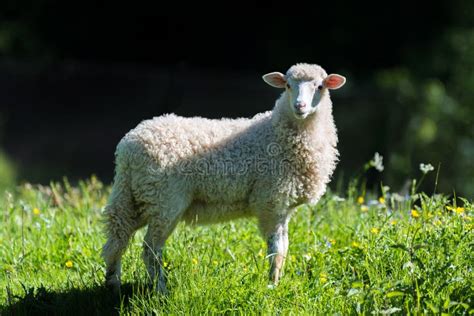 schapen  een weide stock afbeelding image  gras