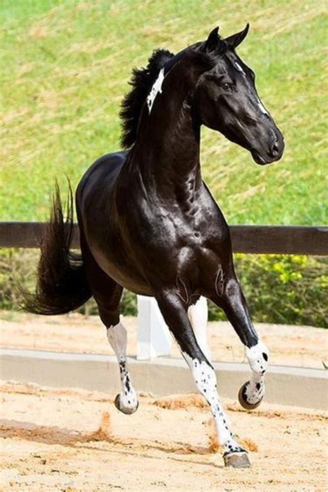 black pintp horses pretty horses horse photography