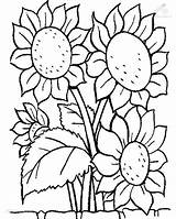 Coloring Flowers Pages Flower Plants Sunflower sketch template