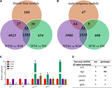 frontiers stat5b regulates sexually dimorphic gene