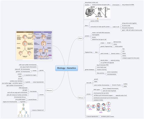 Biology Genetics Xmind Mind Mapping Software
