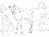 Deer Tailed Supercoloring Moose sketch template