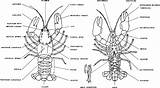 Crayfish Ventral Dorsal Stereotyped Digestive sketch template