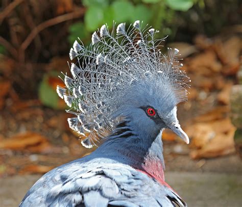 pictures  information  victoria crowned pigeon