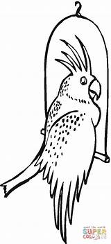 Coloring Cockatoo Pages Bird Printable sketch template