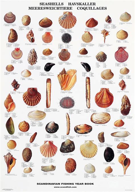 seashell poster beautiful chart   seashells