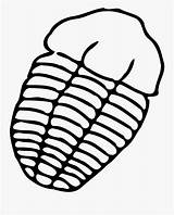 Trilobite Fossil Draw Fossils Trilobites Cliparts Pinclipart Clipartkey Clipartmag sketch template