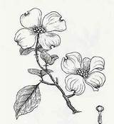 Dogwood Tree Flower Drawing Flowers Coloring Clipart Tattoos Drawings Tattoo Trees Sketches Line Sketch Branch Many So Printable Flowering Pages sketch template