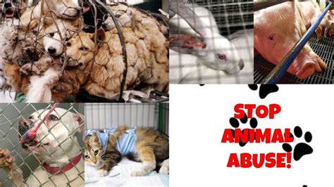petition  stop animal abuse  killings changeorg