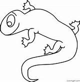 Coloring Pages Format Vector Animals Animal Paper Easy Fit Size Salamander Printables Outline sketch template