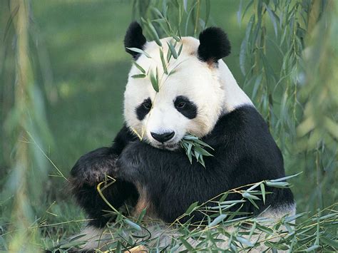 pandas sweet panda