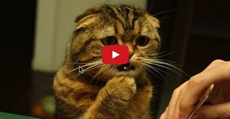 cute cats feeling confused a great compilation funny