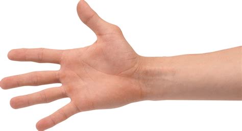 collection  png hd  hands pluspng