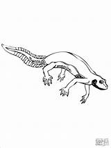 Salamander Newt Ausmalbilder Tritone Molch Supercoloring Colorare Disegni Coloringbay sketch template