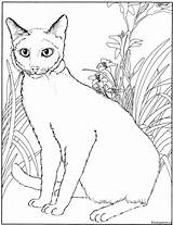 Katten Poezen Dieren sketch template
