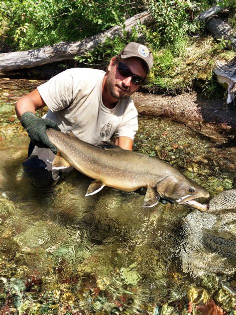 conservation groups continue  fight  bull trout daily montanan