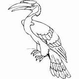 Hornbill Coloring Great Samples Birds Indian 04kb 300px Index sketch template