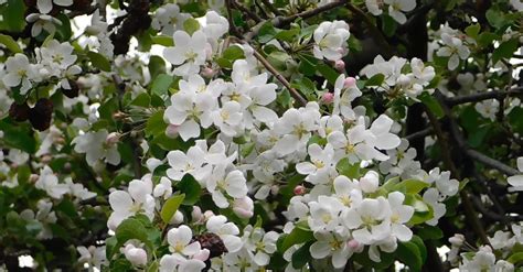 white flower blooms  stock video