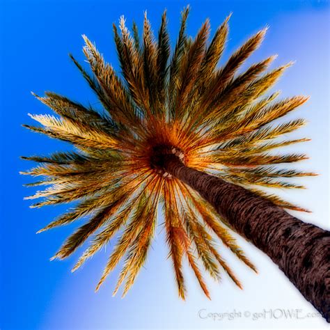 palm tree  puerto pollensa mallorca