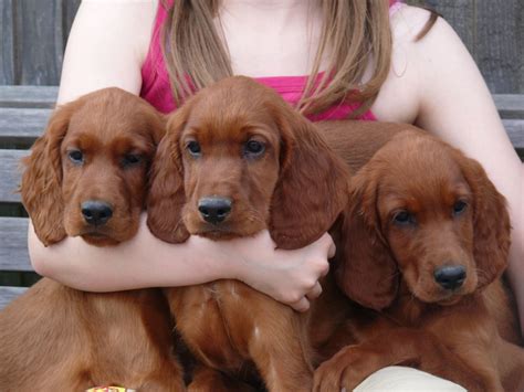 adorable  cute irish setter puppies pictures