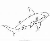 Megamouth Shark Coloring Pages Xcolorings 39k 964px 800px Resolution Info Type  Size sketch template