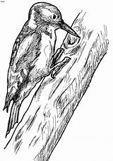 Woodpecker Woodworking Colorir Passaros Passarinhos sketch template